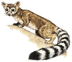 A ring-tailed cat
