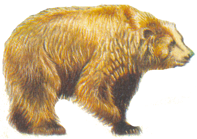 brown bear