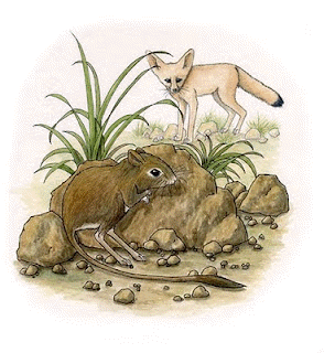 Kangaroo rat and fox
