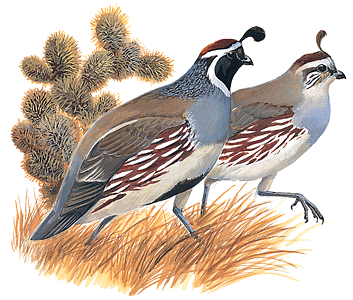 Two quails