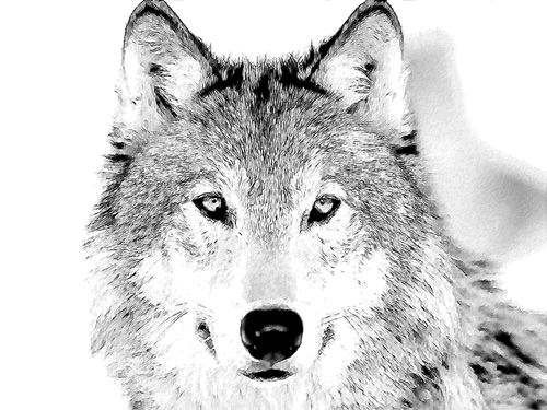 A sketch of a wolf